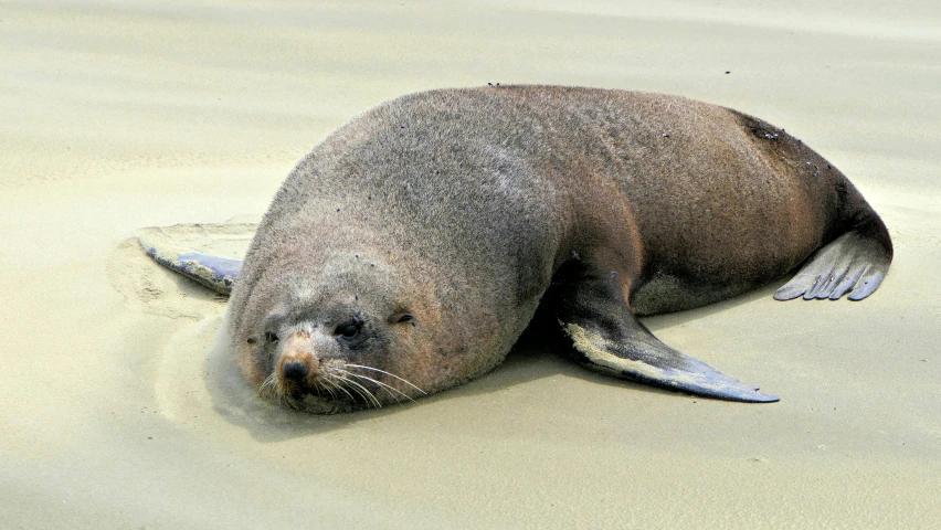 a seal seal on a sandy beach looking around