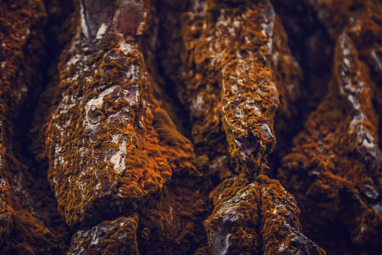 very close up po of some rusted rocks