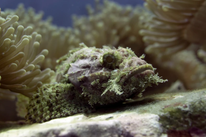 an ocean coral with a fuzzy green substance