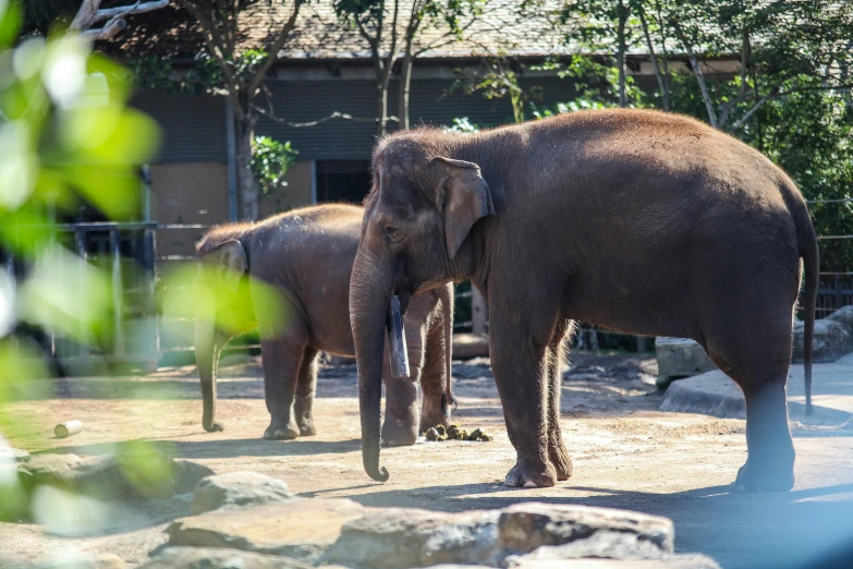 an elephant that is standing in the dirt