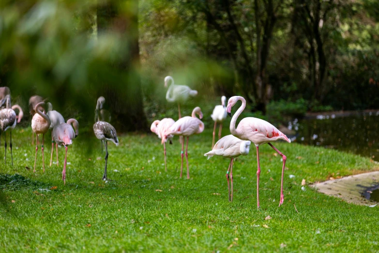 group of pink flamingos in the rain near water