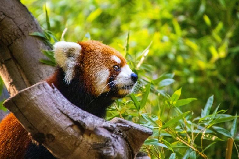 a small brown and white animal on tree limb