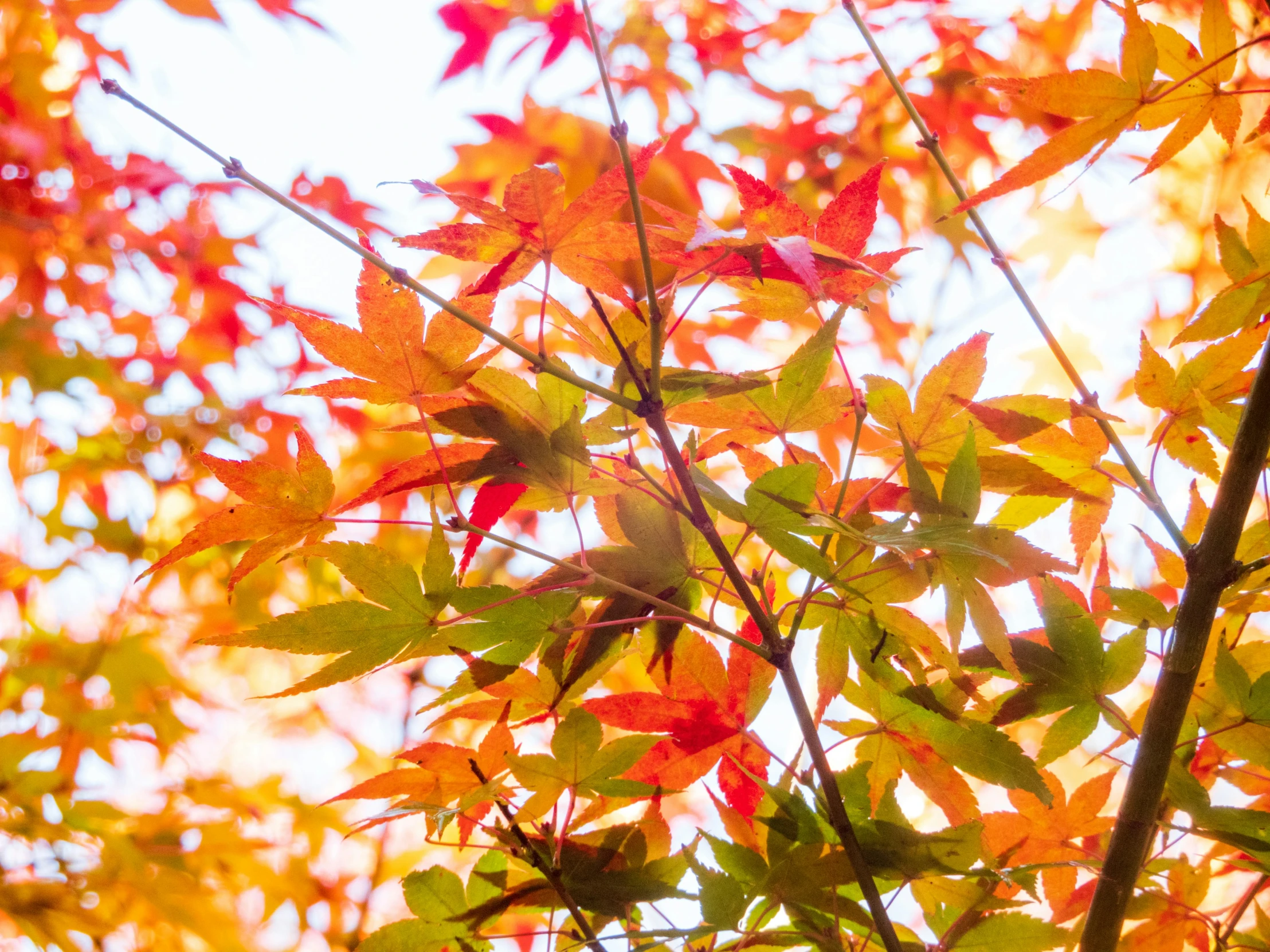 a tree with orange and green leaves turning colors