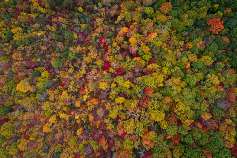 an aerial view of many trees in a forest