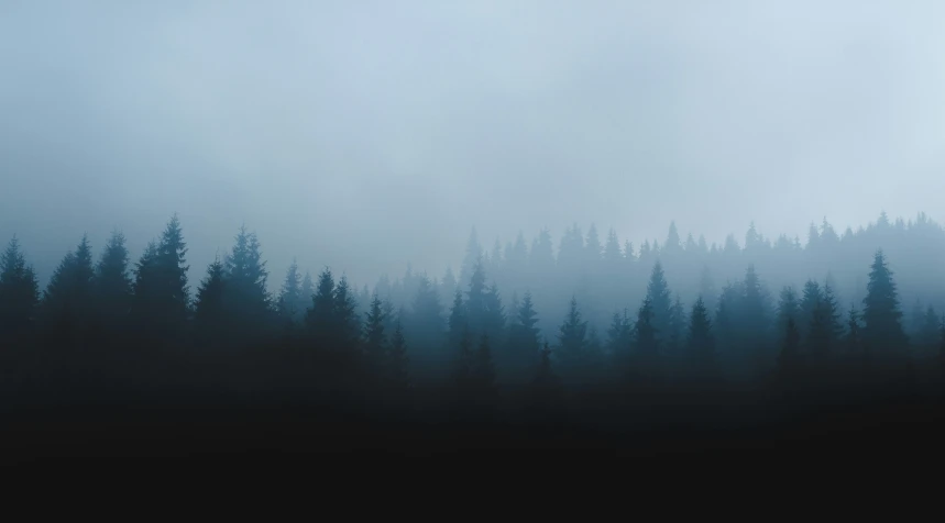 a foggy dark tree filled forest is pictured