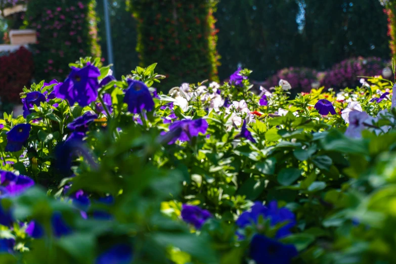 a blue and white flower in a green field