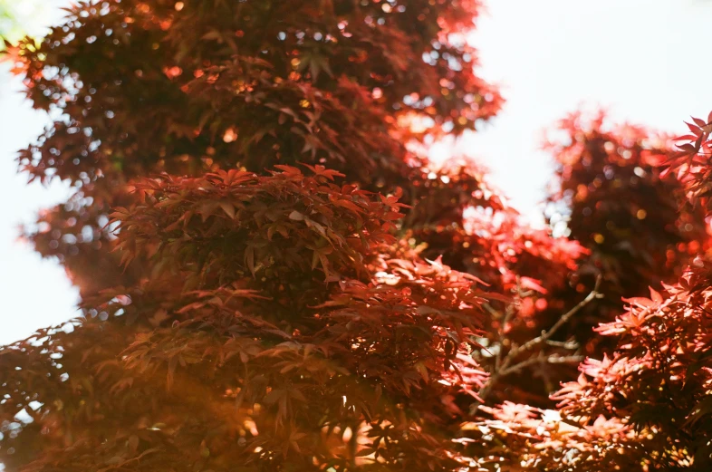 red tree with green leaves in autumn