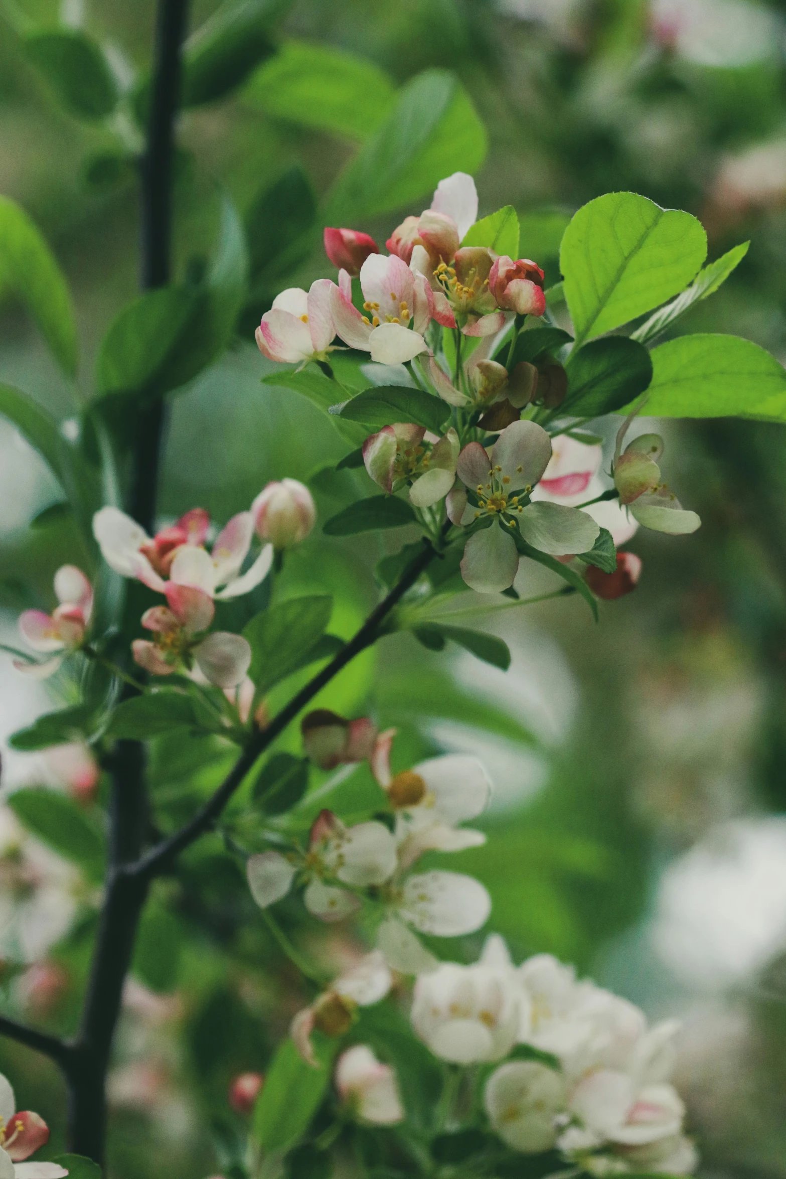 the flowers and green leaves of this shrub