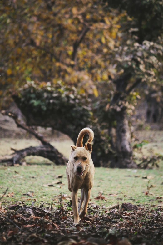 a dog running in a wooded field in front of a large tree