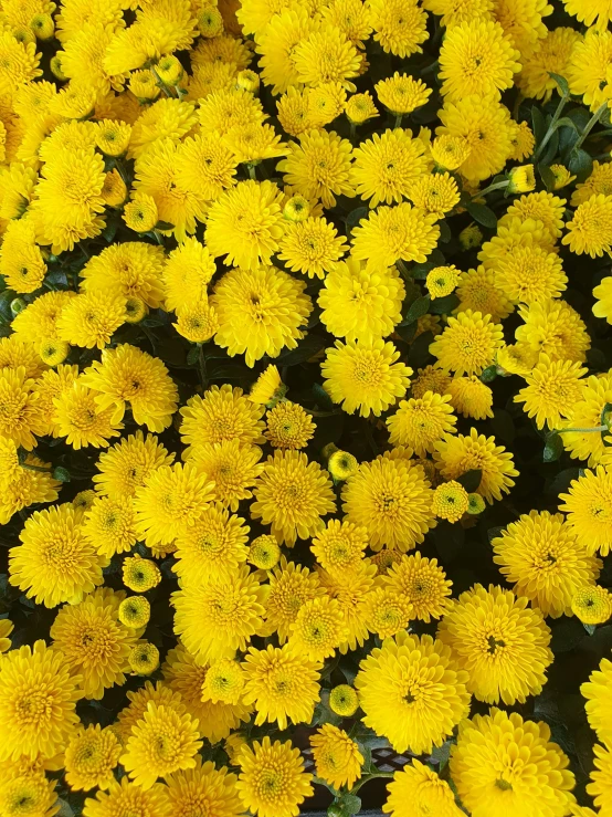 close up of yellow flowers together on display