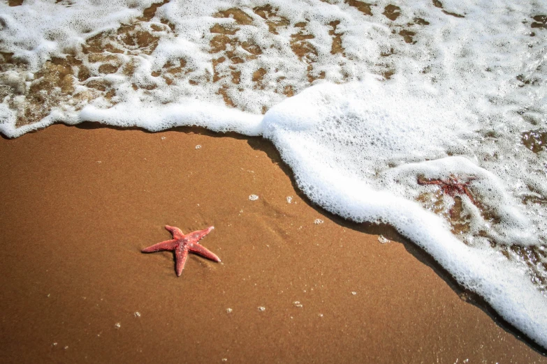 a starfish is standing on the sand at the beach