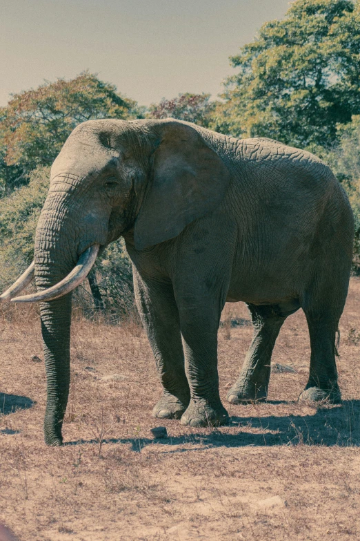 a elephant walking in a dry grass field