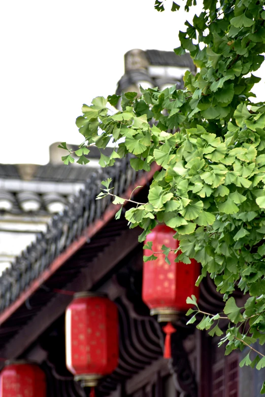 red lanterns and tree nches in front of building