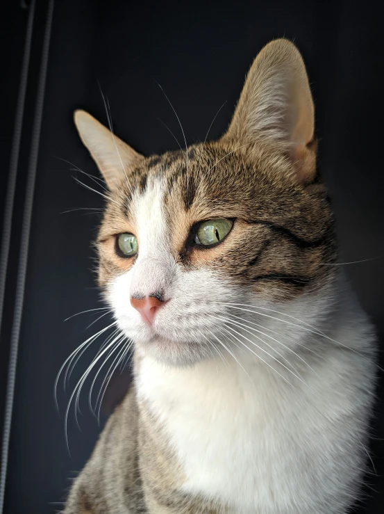 an orange and white cat looking straight ahead