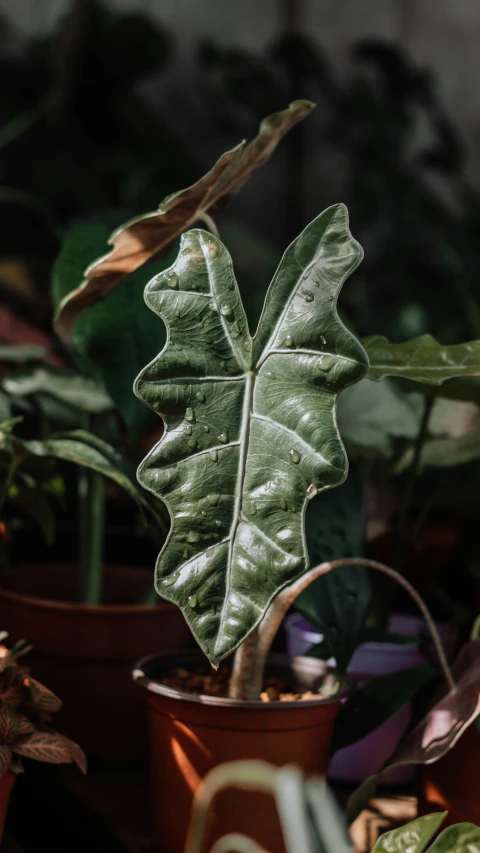 a plant with very large, green leaves in a container