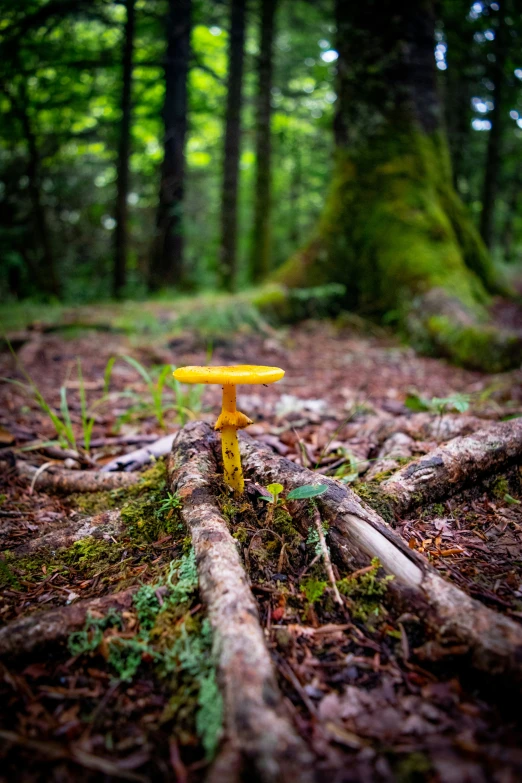 a yellow mushroom sitting on top of a forest floor