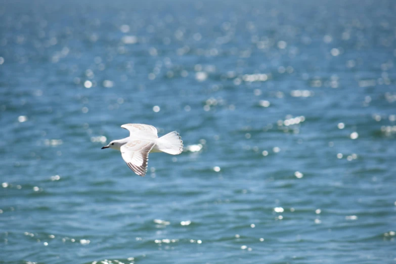 a small bird flying over a large body of water