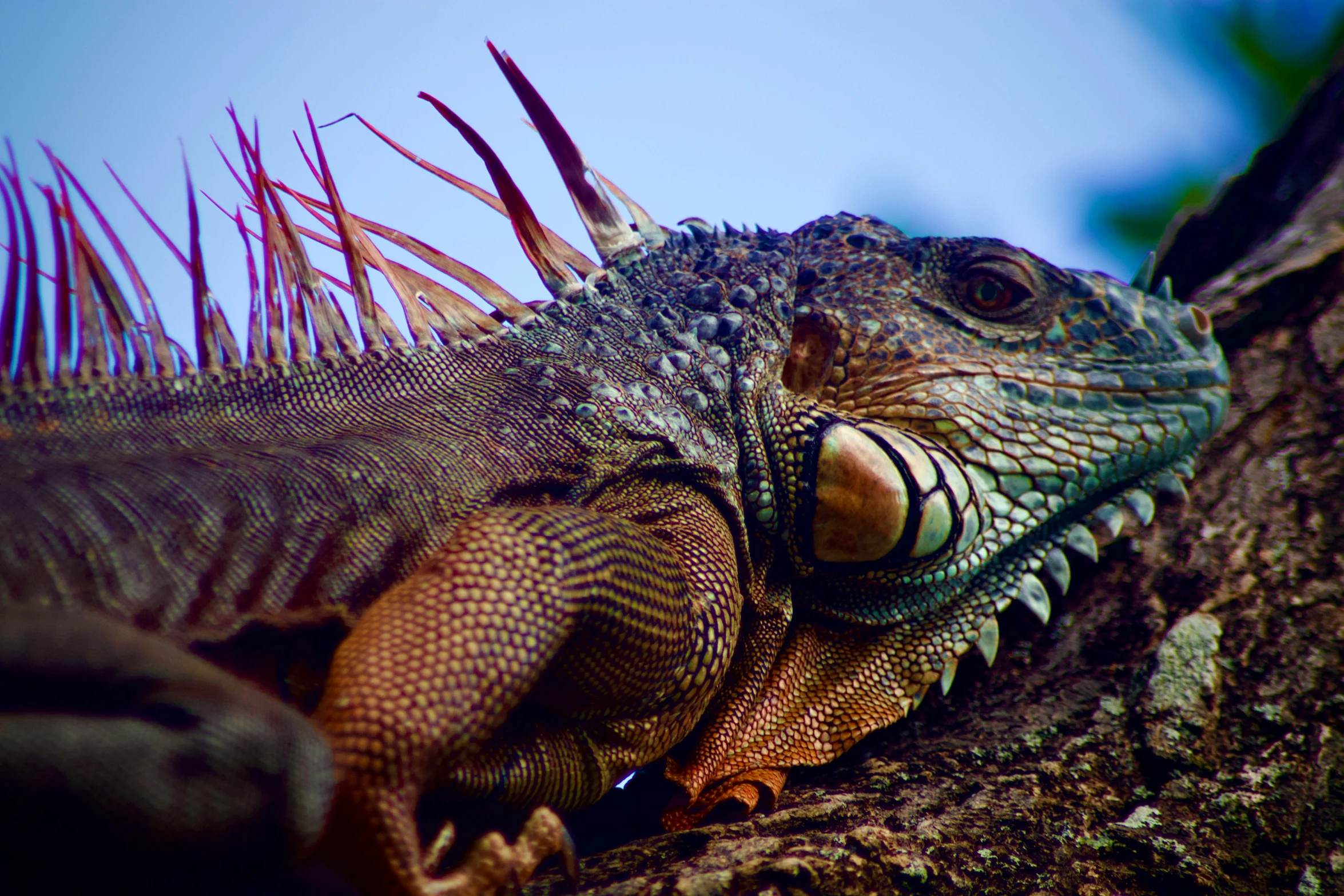 a close up of a large green lizard on a tree