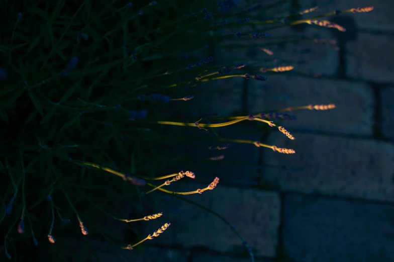 the back view of a tree at night