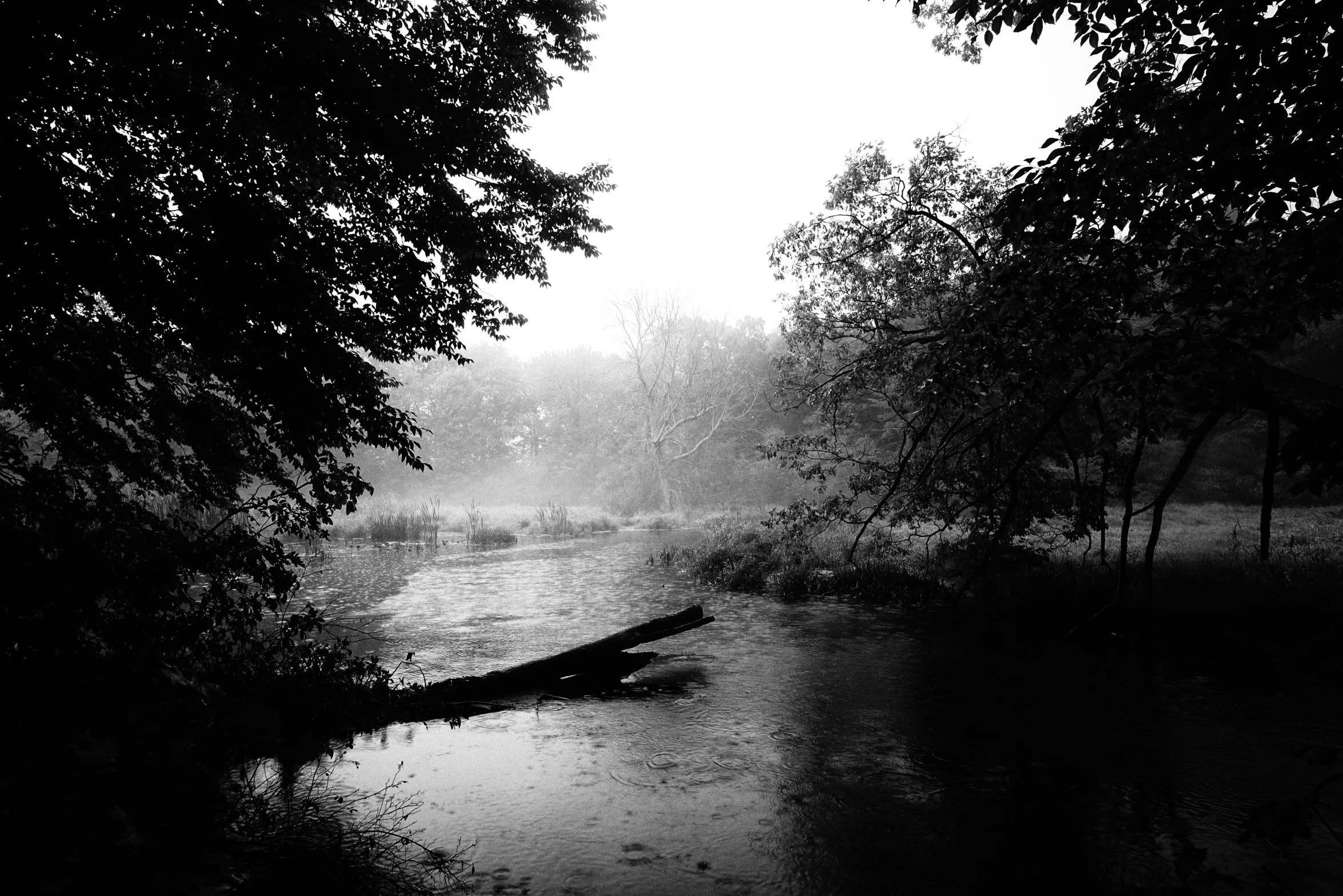 dark water near trees in the evening