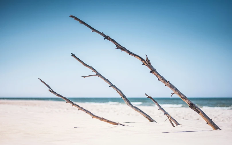 long thin nches in the sand on a beach