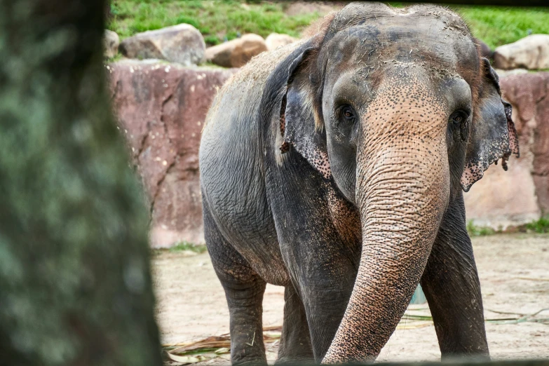 an elephant is standing in its pen with it's trunk up