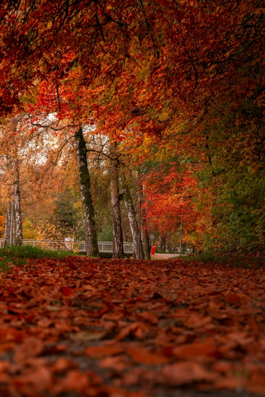 several trees have red leaves on them during the fall