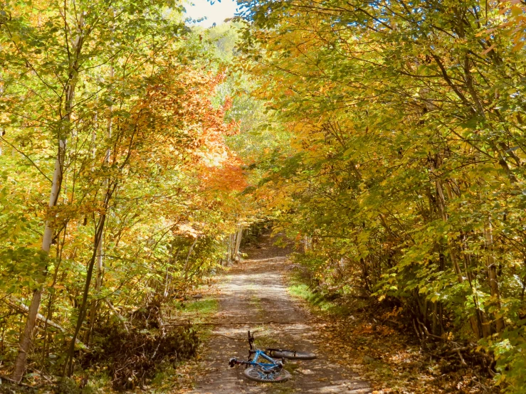 bicycles parked at a trail through a leafy forest