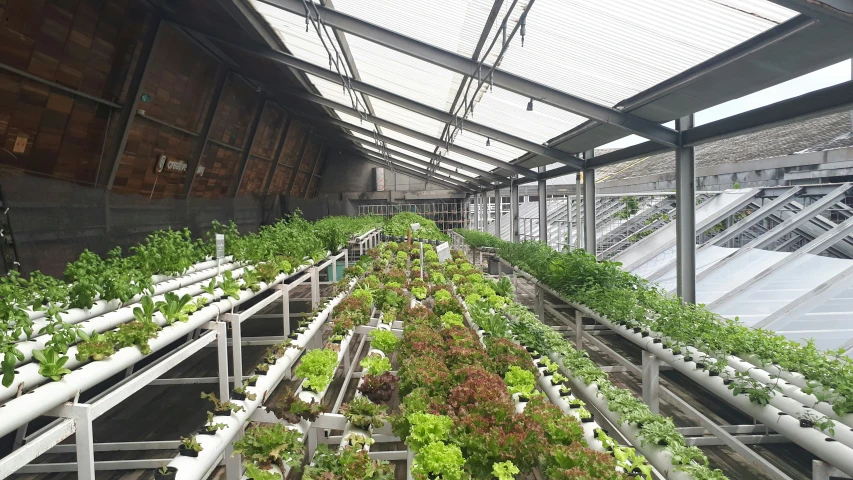 several rows of vegetables are grown in their greenhouse