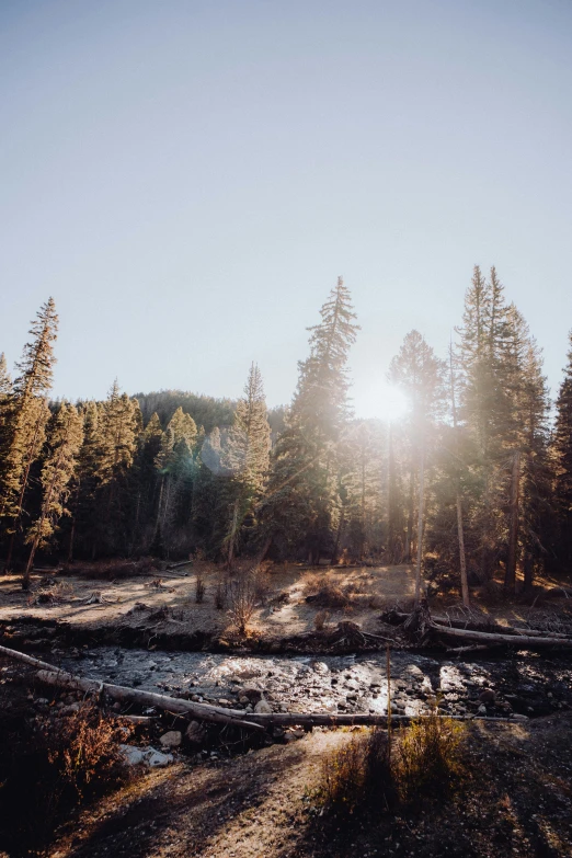 there is a river in the middle of the woods