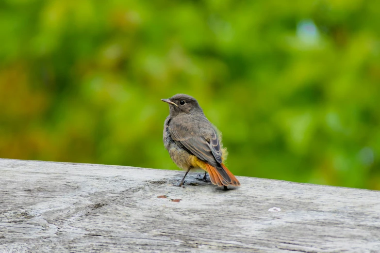 a small bird sitting on a piece of wood