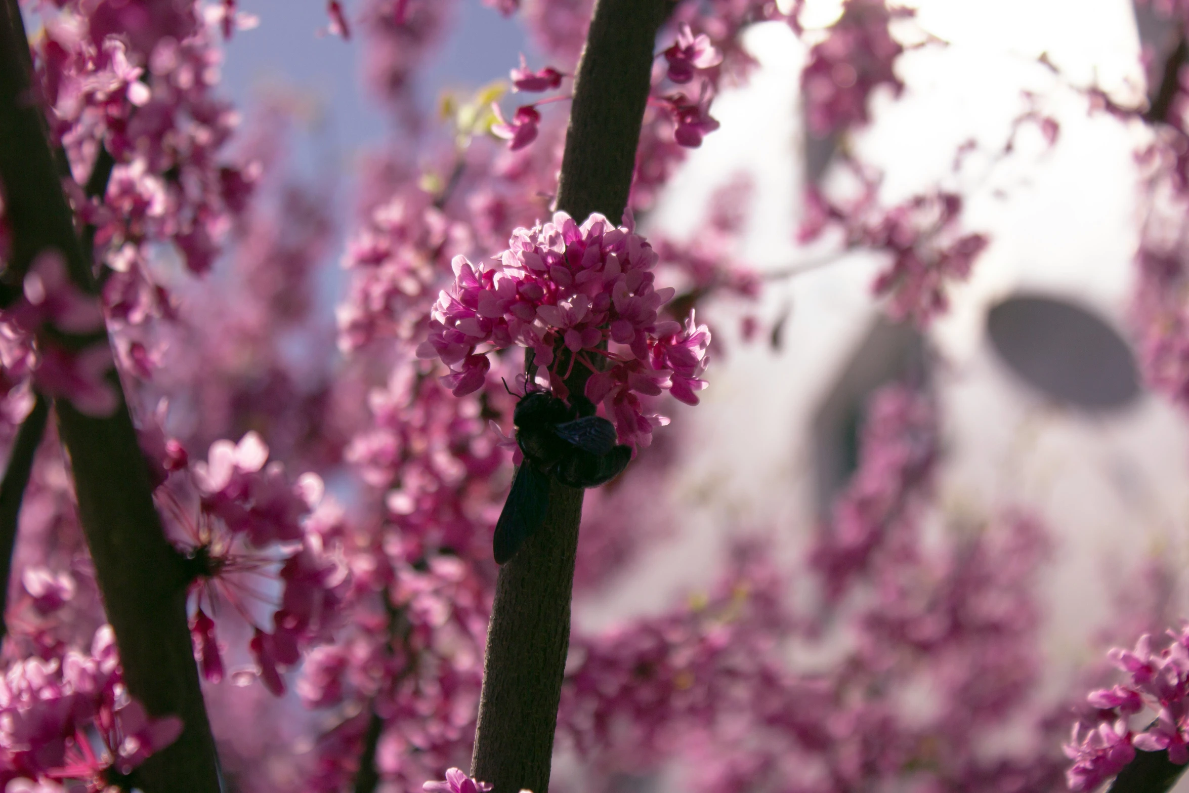 there are pink flowers on a tree with a black thing in it