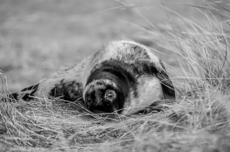 a black and white po of a black and white po of a cat