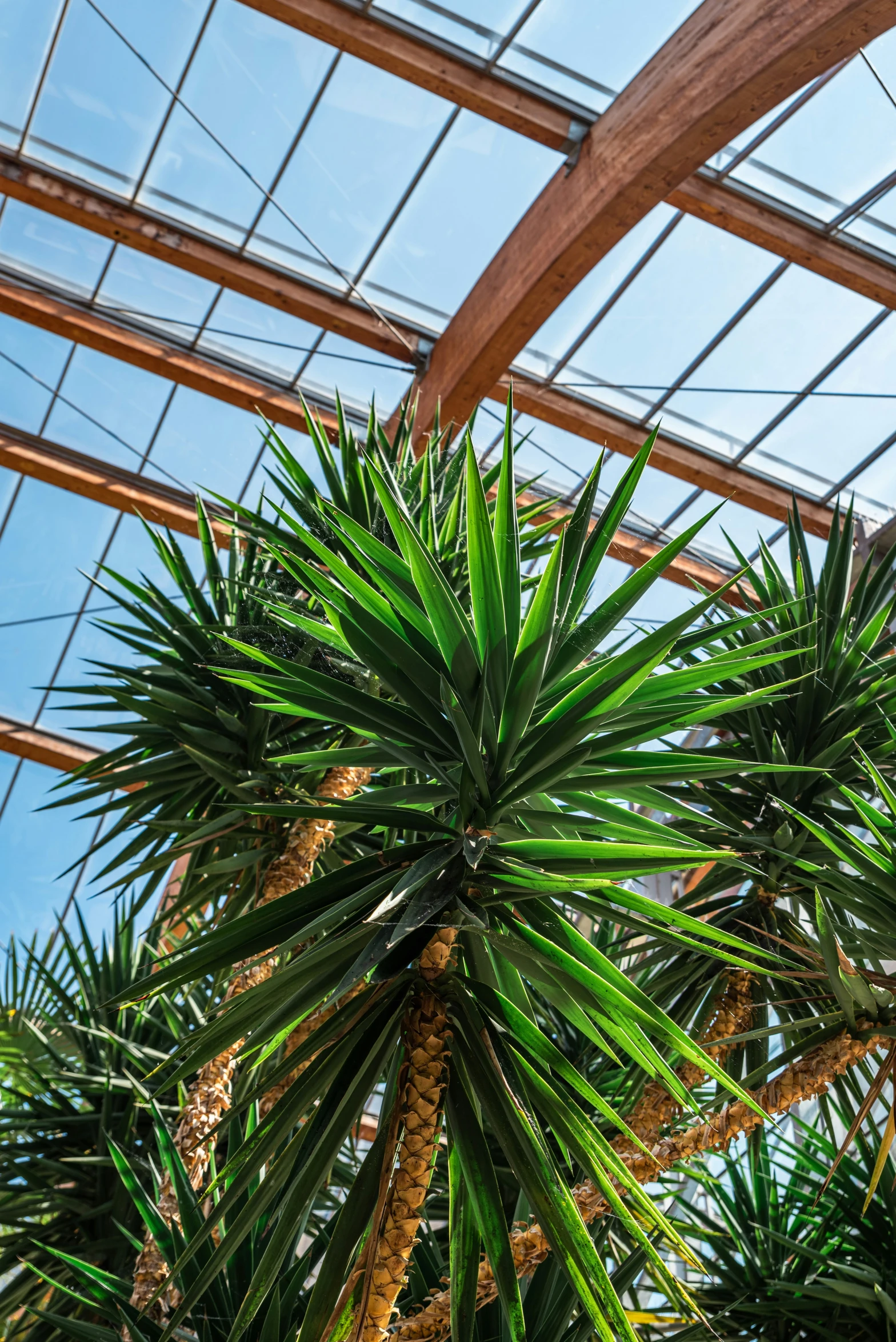 a palm tree has leaves growing through the sky