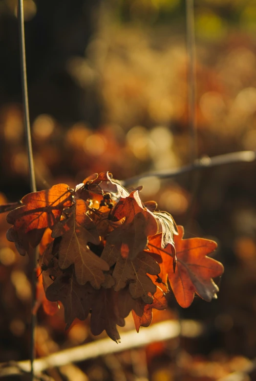 an autumn foliage, including orange and yellow leaves