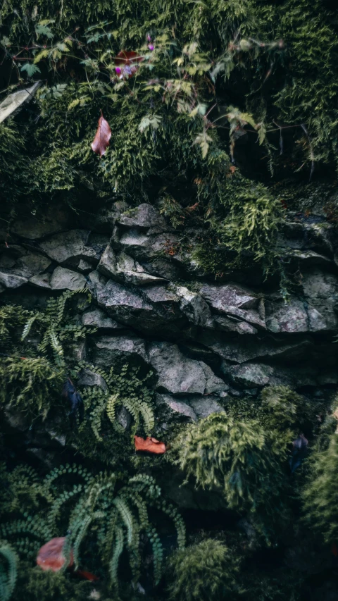 some green plants and rocks in the woods