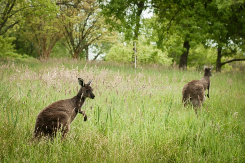 two kangaroos are in the tall grass and one is running