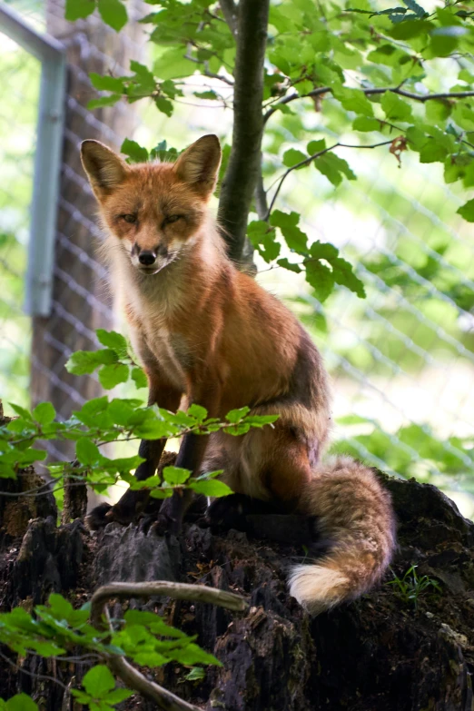 a very cute red fox standing on top of a rock