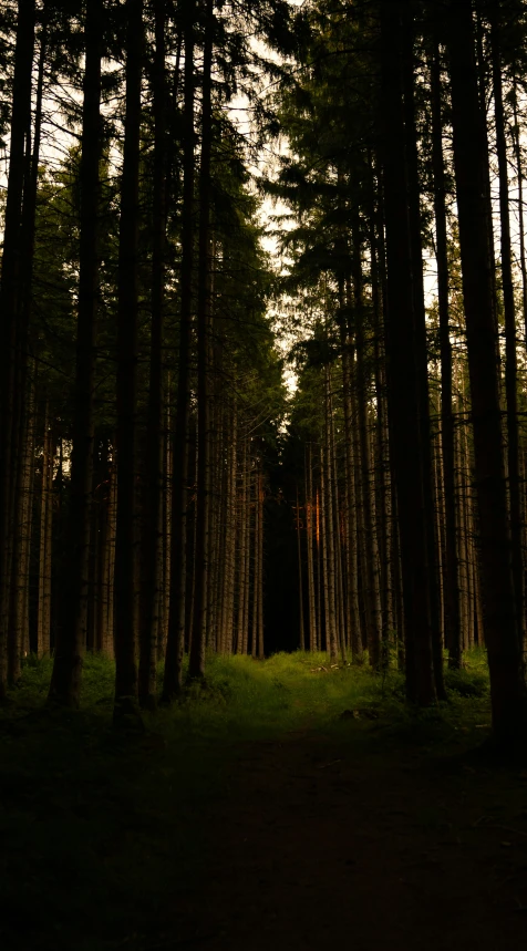 a sunlit forest with trees and dirt path