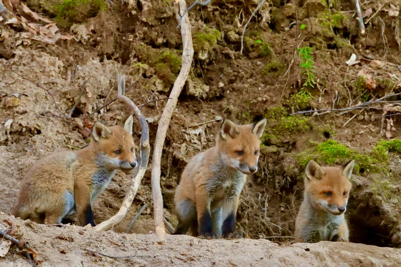 two little foxs standing next to each other