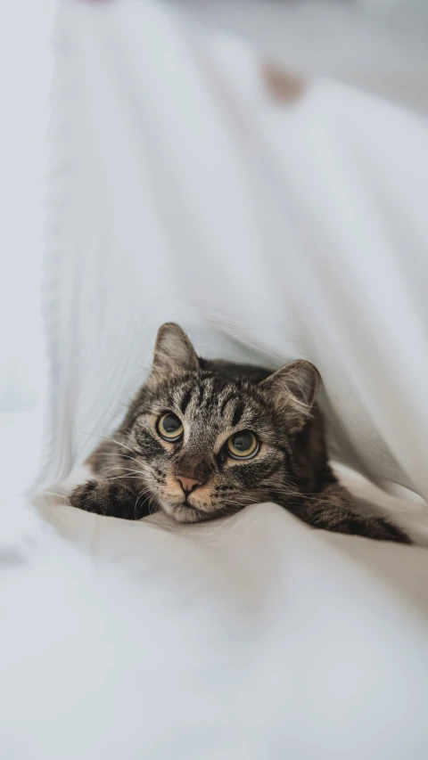 a close up of a cat lying on top of a bed