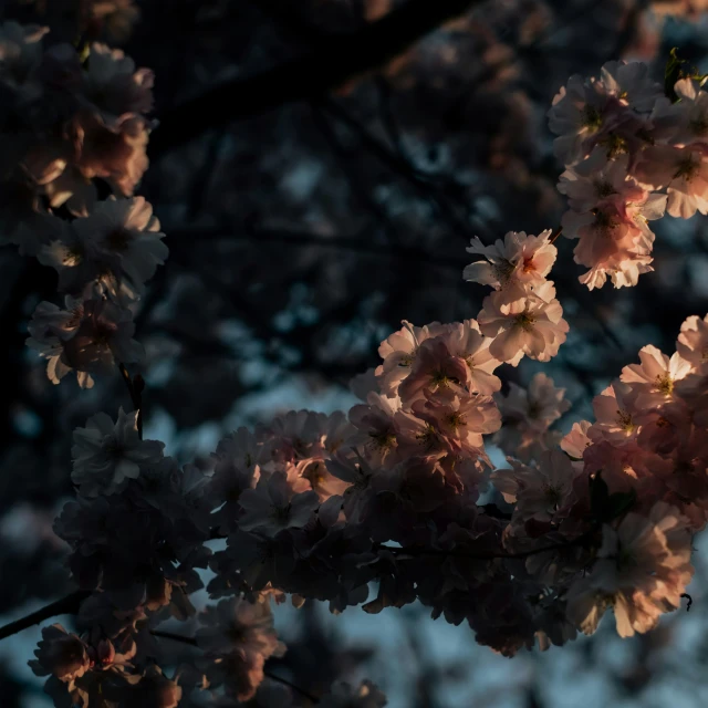 a beautiful tree filled with lots of pink flowers