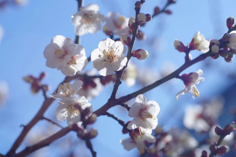 close up of flowered nches in the sunlight