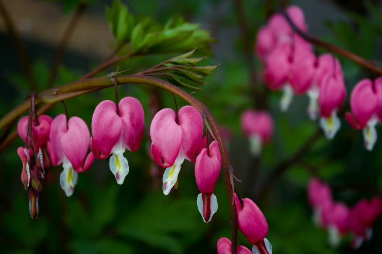 this beautiful plant is blooming brightly for the blooms