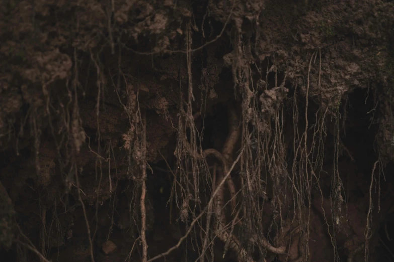 a dark background of leaves on the bark of a tree