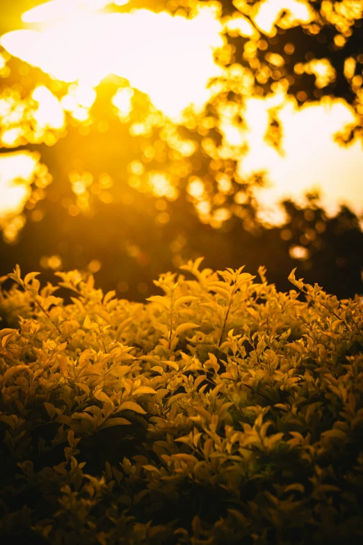 the sun rises behind trees and foliage