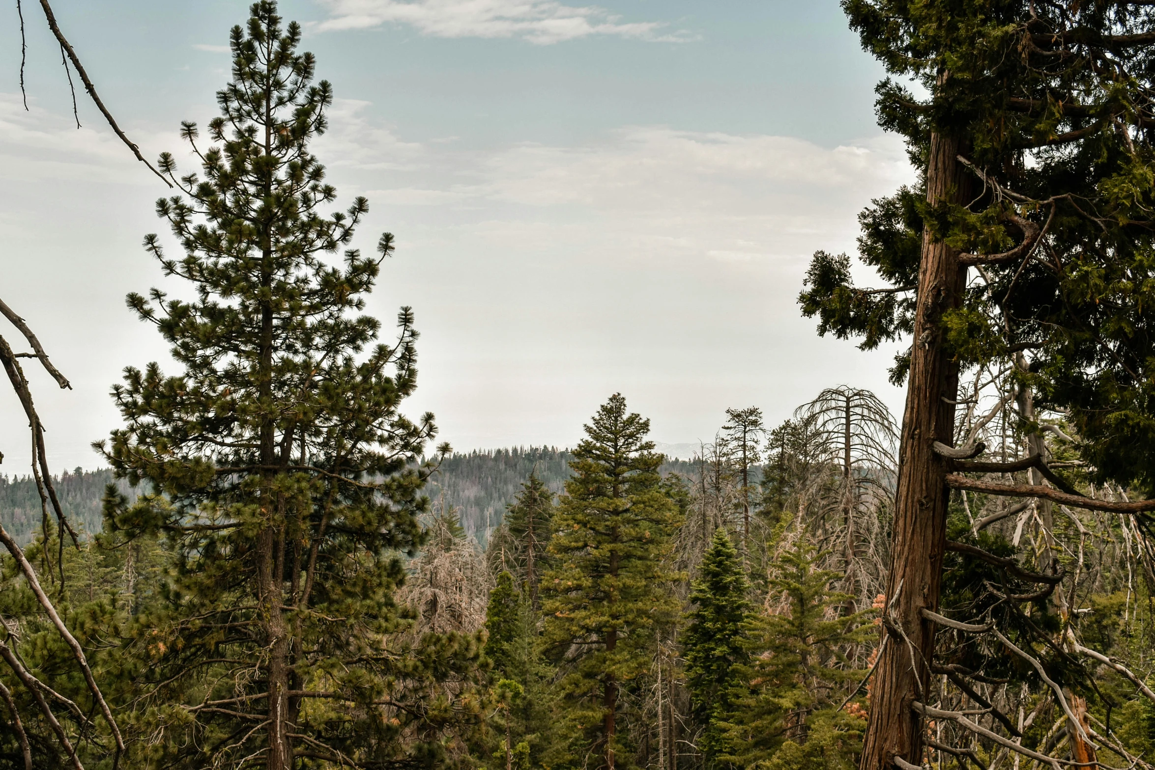 a view of the forest near some mountains