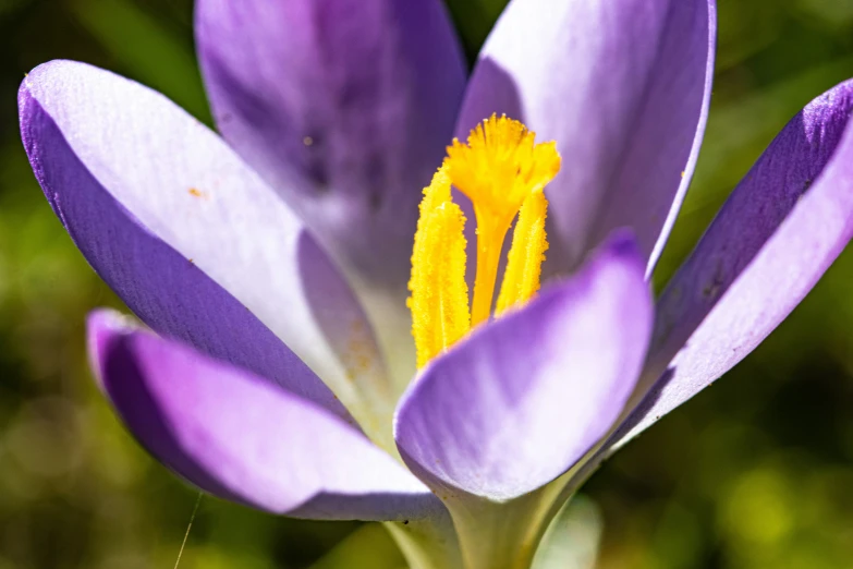 purple and yellow flowers with large petals, budding off the stem