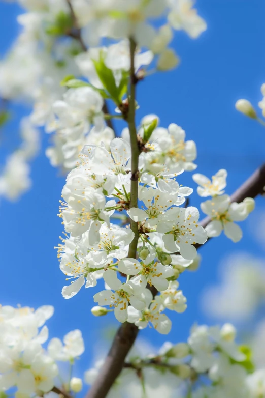 blossoms are blooming on a tree with blue skies in the background
