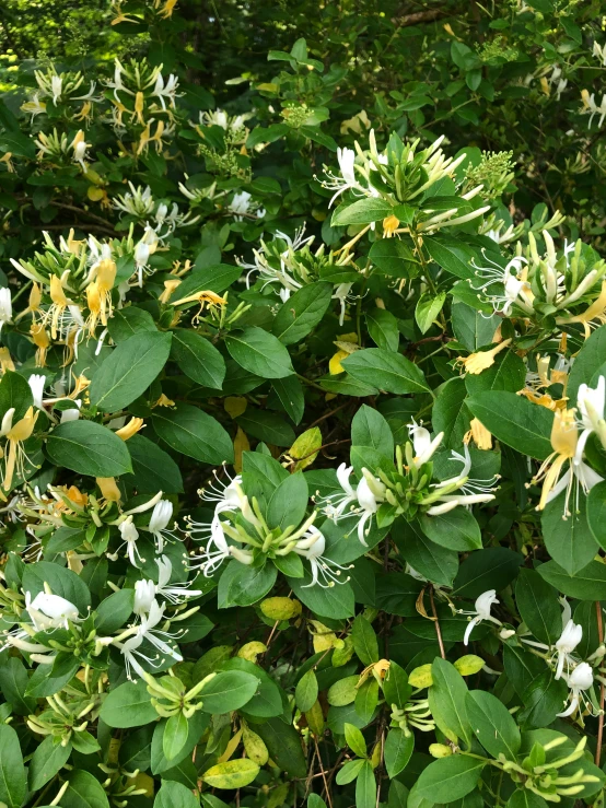 wildflowers blooming in a field surrounded by trees